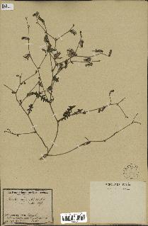 spécimen de Launaea nudicaulis