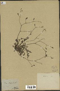 spécimen de Launaea nudicaulis