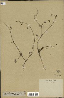 spécimen de Launaea nudicaulis