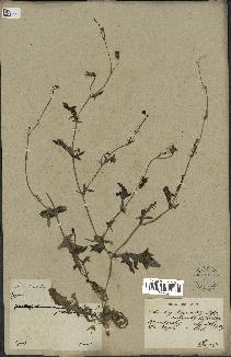 spécimen de Launaea nudicaulis