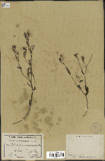spécimen de Launaea nudicaulis