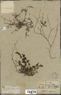 spécimen de Launaea nudicaulis
