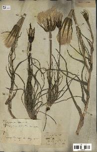 spécimen de Tragopogon porrifolius