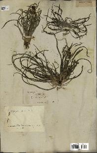 spécimen de Tragopogon porrifolius