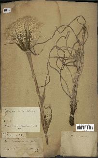 spécimen de Tragopogon porrifolius