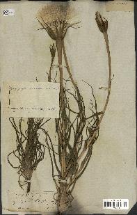 spécimen de Tragopogon porrifolius