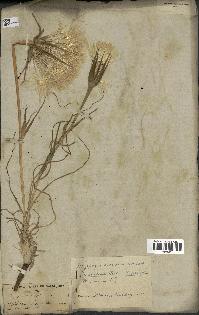 spécimen de Tragopogon porrifolius