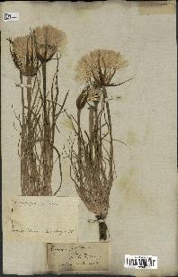 spécimen de Tragopogon porrifolius