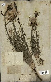 spécimen de Tragopogon porrifolius