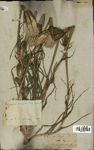 spécimen de Tragopogon porrifolius