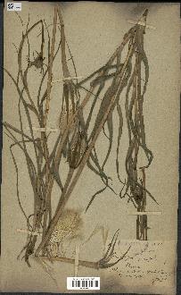 spécimen de Tragopogon porrifolius