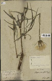 spécimen de Tragopogon porrifolius