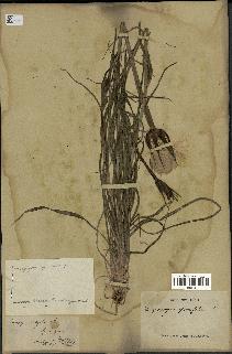 spécimen de Tragopogon porrifolius