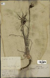 spécimen de Tragopogon porrifolius