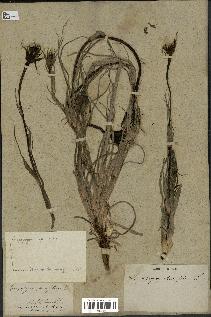 spécimen de Tragopogon porrifolius