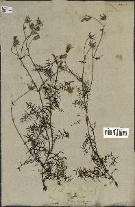 spécimen de Sonchus tenerrimus