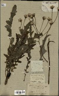 spécimen de Sonchus ustulatus