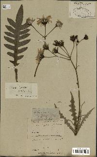 spécimen de Sonchus ustulatus