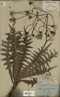 spécimen de Sonchus ustulatus