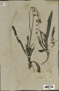 spécimen de Sonchus maritimus