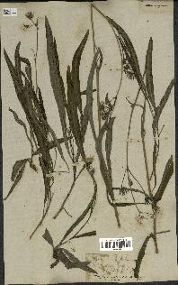 spécimen de Sonchus maritimus