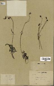 spécimen de Sonchus maritimus