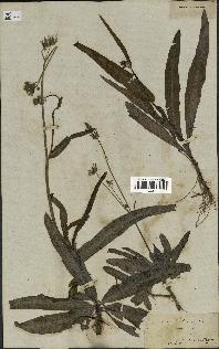 spécimen de Sonchus maritimus