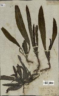 spécimen de Sonchus maritimus