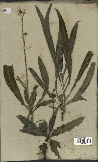 spécimen de Sonchus maritimus