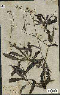 spécimen de Sonchus maritimus