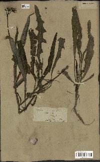spécimen de Sonchus maritimus