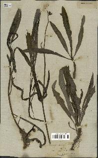 spécimen de Sonchus maritimus