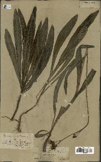 spécimen de Sonchus maritimus
