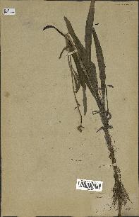 spécimen de Sonchus maritimus