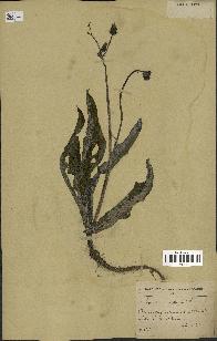 spécimen de Sonchus maritimus