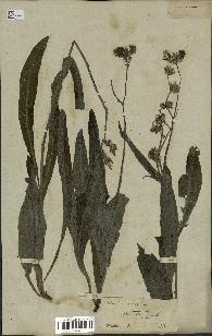 spécimen de Sonchus maritimus