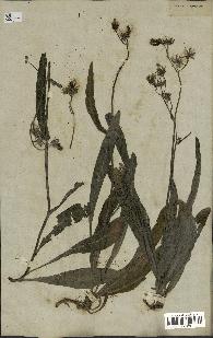 spécimen de Sonchus maritimus