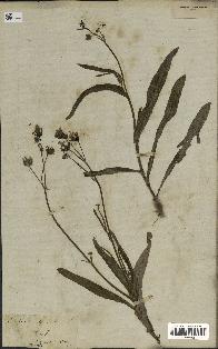 spécimen de Sonchus maritimus