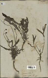 spécimen de Sonchus maritimus