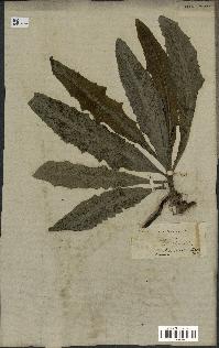 spécimen de Sonchus maritimus