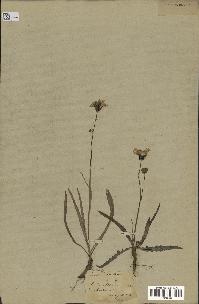 spécimen de Sonchus maritimus