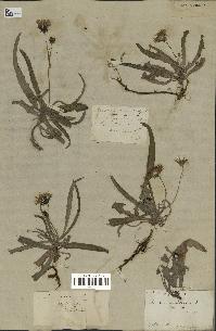 spécimen de Sonchus maritimus