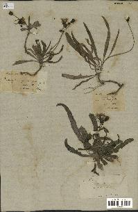 spécimen de Sonchus maritimus