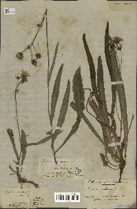 spécimen de Sonchus maritimus