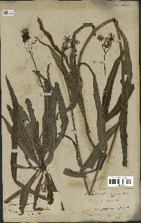spécimen de Sonchus maritimus
