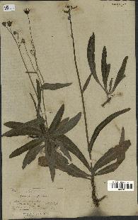 spécimen de Sonchus maritimus