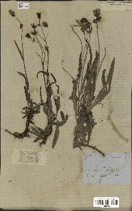 spécimen de Sonchus maritimus