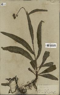 spécimen de Sonchus maritimus
