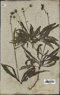 spécimen de Sonchus maritimus