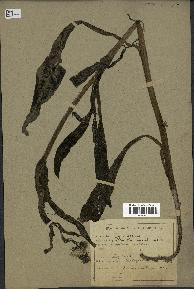 spécimen de Sonchus maritimus